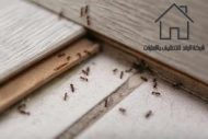 اسهل طرق لمكافحة النمل فى المنزل